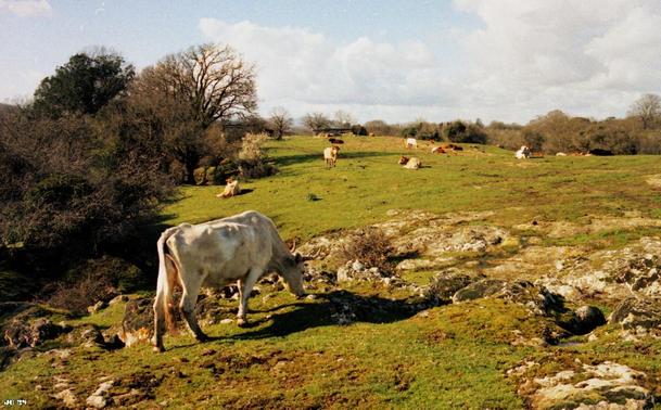 Farbfoto - Kühe auf einer teilweise mit weißen Felsen durchsäten grünen Weide, die links und hinten auch von Bäumen und Gebüsch gesäumt ist. Am Horizont hellblauer Himmel mit weißen Wolken. Leica R4, 50 mm Summilux, Kodak Vision-Kinofilm.