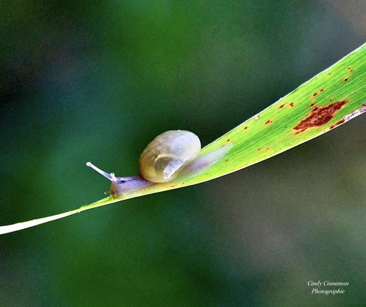 Petit escargot sur une longue feuille. Photographie par Cindy Cinnamon