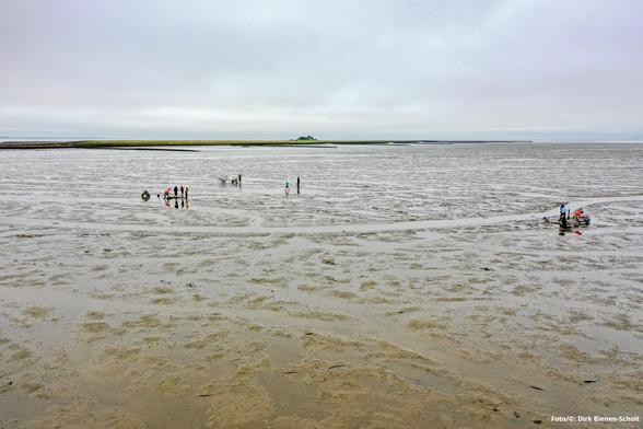 Im Watt vor der Hallig Südfall werden die Überreste der untergegangenen Kirche Rungholts untersucht. (Foto/©: Dirk Bienen-Scholt)