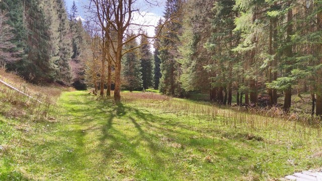 Wiese in einem Lichtdurchfluteten und bewaldeten Talgrung im Thüringer Wald bei Oberhof / Rennsteig am Eimersbach