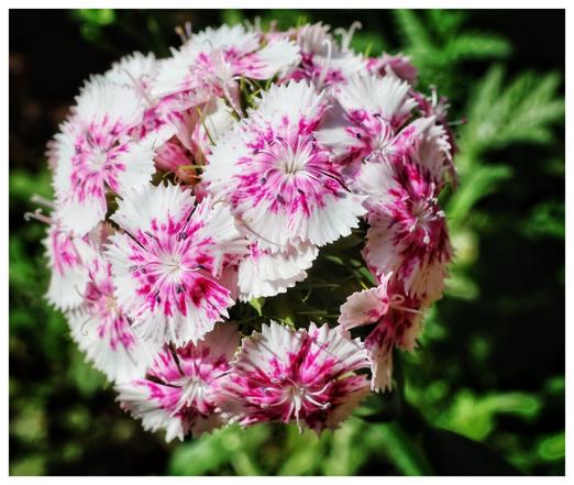A close-up of a spherical cluster of delicate, double-petalled flowers in full bloom. The flowers are predominantly white with striking, vibrant pink streaks radiating from the centre of each petal. The lush green foliage in the background contrasts beautifully with the vivid colours of the flowers, creating a natural and serene setting.