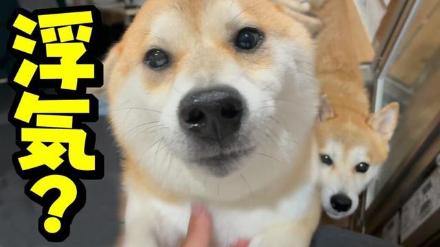パパがこっそり朝帰りしたら待ち構えていた柴犬と修羅場に…