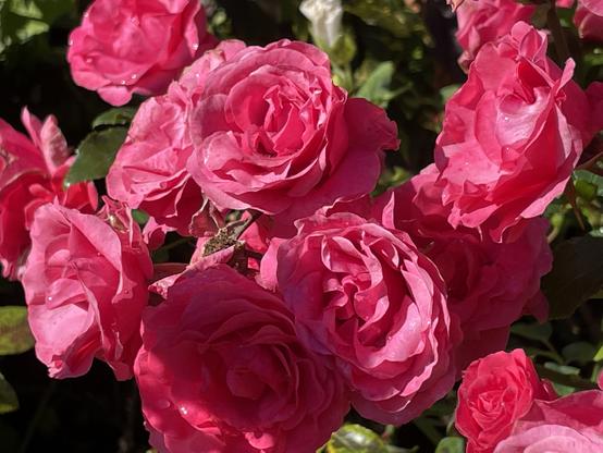 Photo of some luscious red roses.