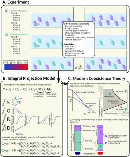 Figure 1 in Bruijning et al. (2025): "Conceptual overview of our experiments and modelling framework to study competitive interactions."