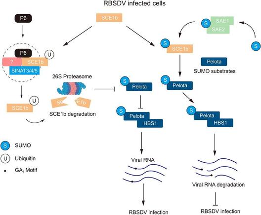 A working model for RBSDV P6 suppressing rice antiviral RNA decay defense response.