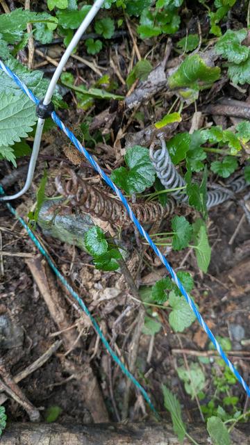 Die untersten zwei Drähte eines aufgebauten Viehüternetzes in Grossaufnahme. Der untere Draht ist die Erdung, die blauen führen den Strom. Eine Bettfeder (ein altes Bett wurde als Gatter verwendet) ragt kaum sichtbar in den Stromführenden Draht des Zaunes. So ein Zaunfehler leitet fast die ganze Spannung ab, und macht so den Zaun wirkungslos.
Solche Fehler direkt beim aufbauen zu erkennen - auch wenn zum Beispiel der grüne Draht den blauen Draht berührt - erspart späteres, mühsames Fehlersuchen.