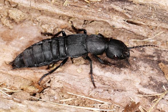 Ein großer schwarzer Kurzflügelkäfer (Ocypus olens) sitzt auf verrottendem Holz zwischen Pflanzenresten. Der Käfer hat einen kräftigen, etwa 2-3,5 cm langen Körper mit charakteristisch verkürzten Flügeldecken, die nur etwa die Hälfte des Hinterleibs bedecken. Seine langen, dunklen Beine und Fühler sind deutlich sichtbar, ebenso wie die segmentierte Struktur seines schwarz-matten Hinterleibs.