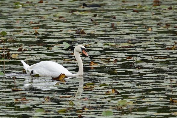 Au milieu des nénuphars aux couleurs d'automne, un cygne
