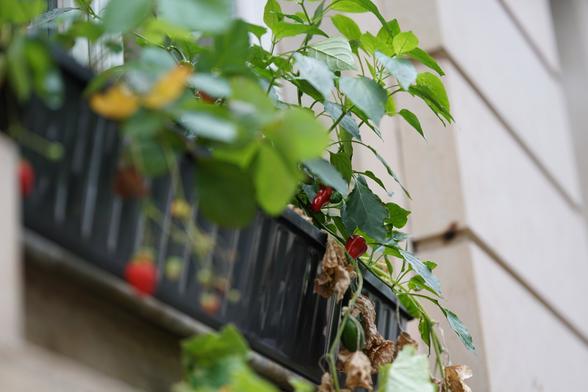 Fokus auf die Chili, Erdbeeren im Vordergrund unscharf