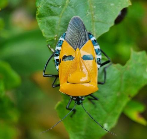 catacanthus-incarnatus-la-punaise-au-visage-humain-1