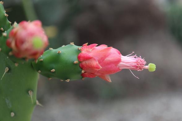 A photo of a prickly pear flower, the cup-shaped flower blooming on top of red cladodes, numerous petals, stamens, and a pistil.