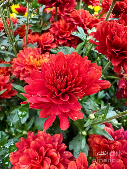 Autumn Red Chrysanthemums