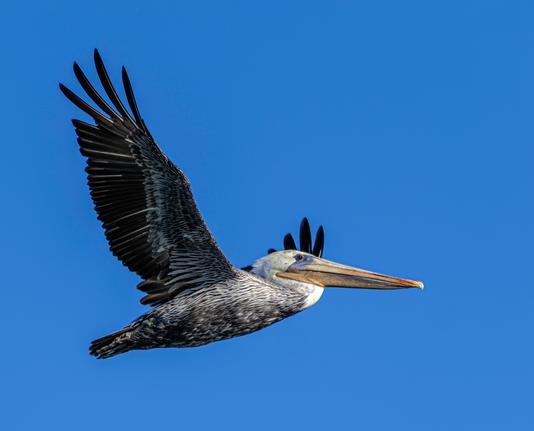 A Brown Pelican against a blue sky.