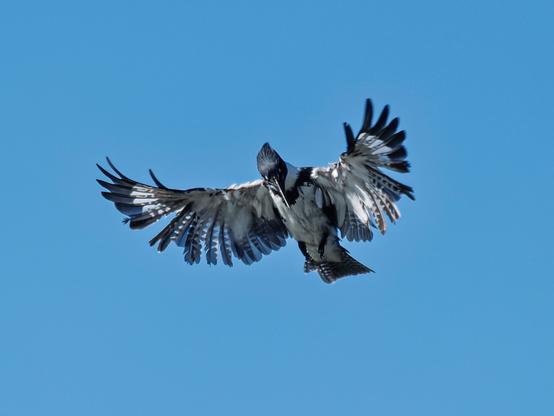 A male Belted Kingfisher, hovering and looking for the next meal, against a blue sky.