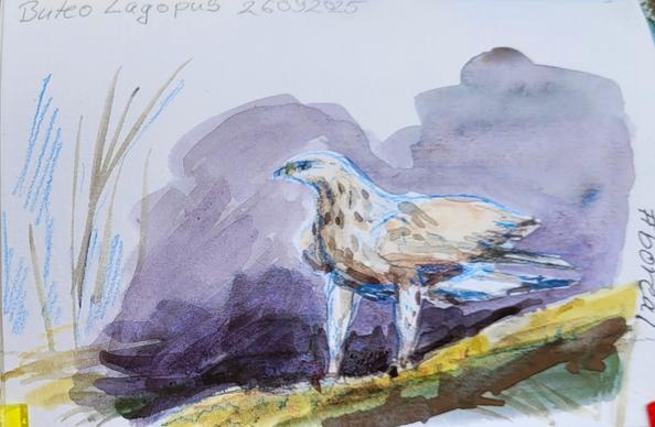 Aquarellskizze: ein braungefleckter Greifvogel steht auf einem dicken Ast, der am Boden liegt