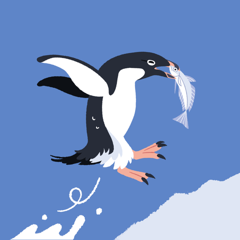 A painting of an Adélie penguin jumping up a snow slope, wings extended out behind it, holding a fish in its beak.