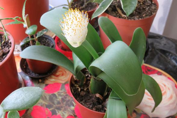 In einem Blumentopf wächst eine Pflanze mit breiten, dunkelgrünen Blättern und einer auffälligen Blüte. Die Blüte ist weiß und kugelförmig mit zahlreichen gelben Staubgefäßen, die wie feine Stäbchen nach oben ragen. Die Pflanze steht auf einer bunt gemusterten Oberfläche, umgeben von weiteren Blumentöpfen mit verschiedenen Zimmerpflanzen.