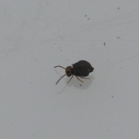 An extremely close photo of a tiny springtail, a round-bodied six-legged arthropod, walking across a flat white surface.
