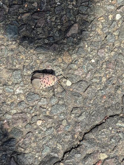 A spotted lantern fly on an asphalt parking surface