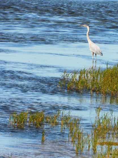 Un beau héron solitaire dans les eaux bleues de l’estuaire, à marée montante, à Rimouski. 
© 2025, Chartrand Saint-Louis, photographie