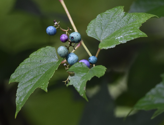 Closeup of seven tiny Porcelain berries in varying shades of blues and purples on a skinny stem framed by three dew-kissed leaves (Sept. 2022).