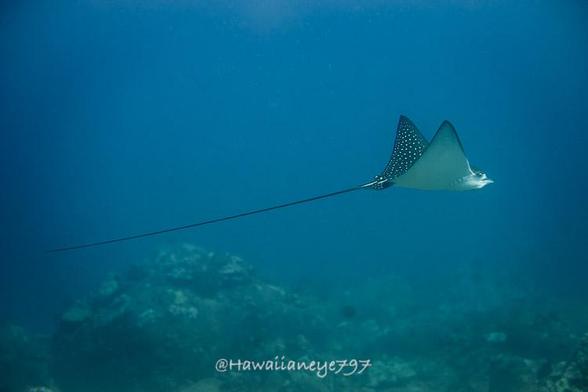 A ray with a long straight tail swimming over a reef. It has flattened wings with white undersides and black spotted with white on its topside.