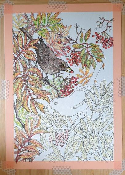 Further progress with this drawing of blackbirds with rowan.  two thirds of the drawing is coloured now, one bird, some leaves and a background to go.