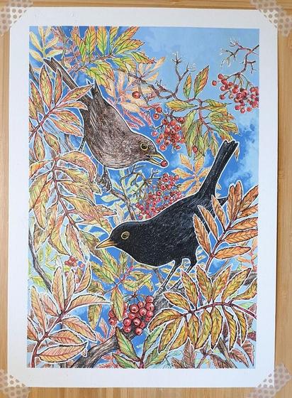 Finished drawing, a male and female blackbird in among rowan berries and leaves in autumnal colour.  The drawing has a black background. 
Some damage has occurred to the paper edge, but that is not visible in this photo.