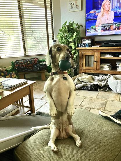 dachshund posing w/favorite ball