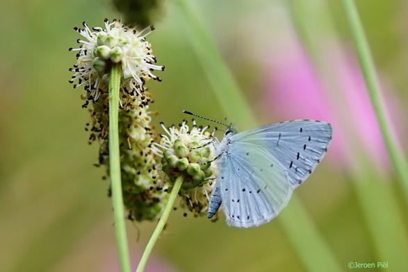 Vlinder, boomblauwtje (Holly Blue)
Celestrina argiolus)