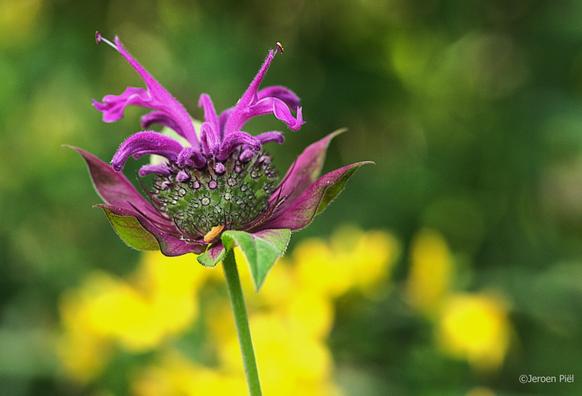 Bergamot (Monarda fistulosa)