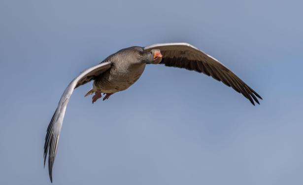 Graugans im Flug