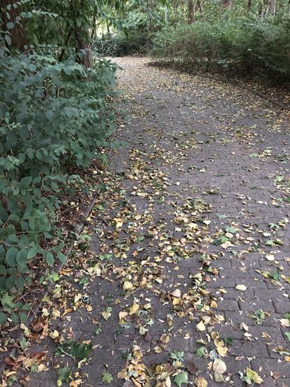 Gelb-braune Blätter liegen auf einem Weg im Park.