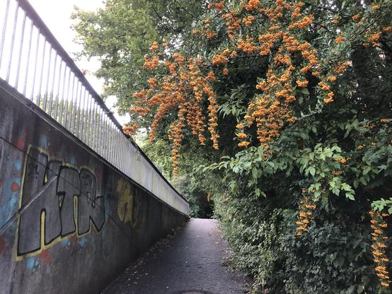 Sträucher mit voller orangener Beeren hängen über einem Weg. An einer Betonwand links Graffiti mit gelb und blau.