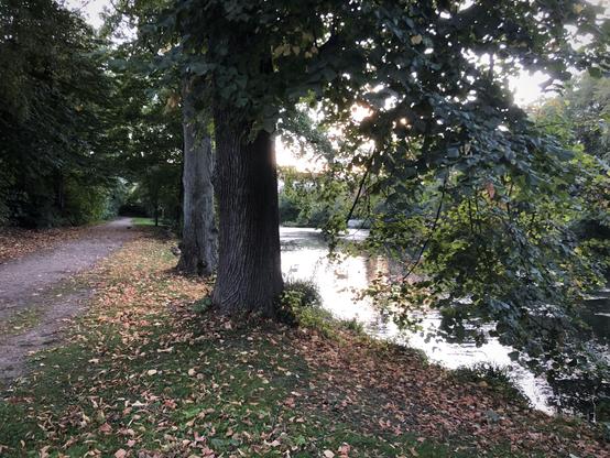 Links ein Weg entlang eines Teiches rechts. Dazwischen dicke Bäume. Untergehende Sonne von vorn durch die Blätter, färbt das Wasser golden.