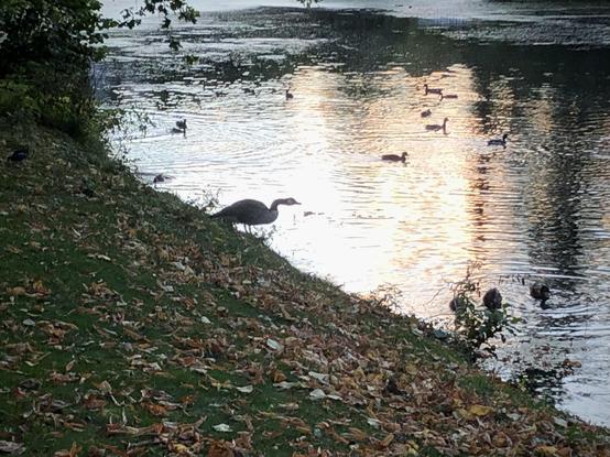 Auf dem Ufergrün Ufer eine Gans, Wasser trinkend, im Gegenlicht dunkel.