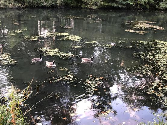 Wasserfläche mit Spiegelungen und im Wasser schwimmendem Grünzeug. Die schwimmenden Gänse darin gut getarnt.