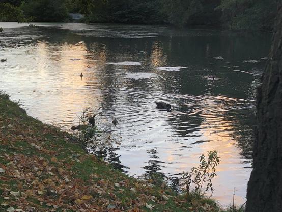 Spiegelnde Wasserfläche mit feurig erscheinenden Streifen von der untergehenden Sonne. Ringe und Wellen von den Wasservögeln.
