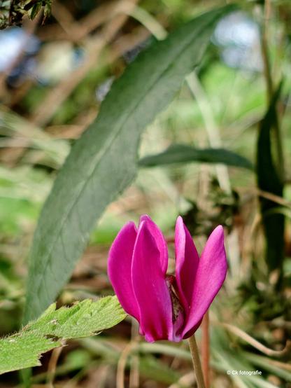 Cyclaam die in de tuin onder de vlinderstruik staat.