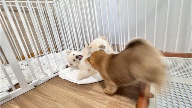 【柴犬 子犬】洗いたてのタオルを子犬にあげるとこうなります