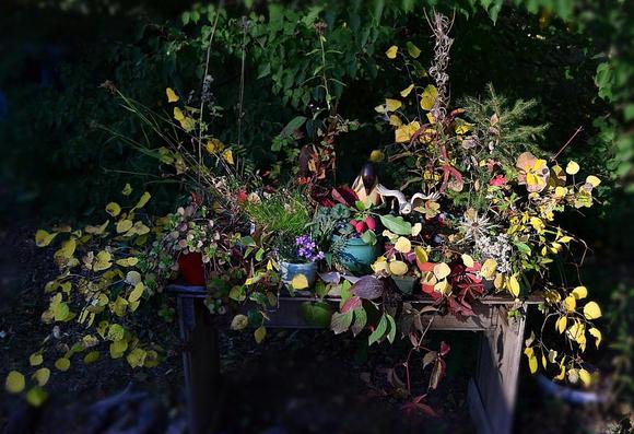 A rustic wooden bench stands in front of a green Linden tree. Most of the view is in early evening shadow except for part of the top of the bench which is catching golden sunlight. The bench serves as an altar to the season, covered in small potted plants- pink + green trailing Sedum, hair fine green Carex, small Spruce saplings, chocolate Ajuga etc. Between and around the pots are a few small earthenware vases stuffed with pink Dianthus flowers, pearly everlastings, a Carlina thistle flower head etc. There are also many branches and leaves of wild and garden plants in autumn colour some springs of various wild and garden berries and some crab-apples. Near the centre, immersed in the foliage, fruit and flowers are a carved wooden penguin in stained black and blond wood and a small ceramic whitish owl wings outspread as though it has just landed on the ground.