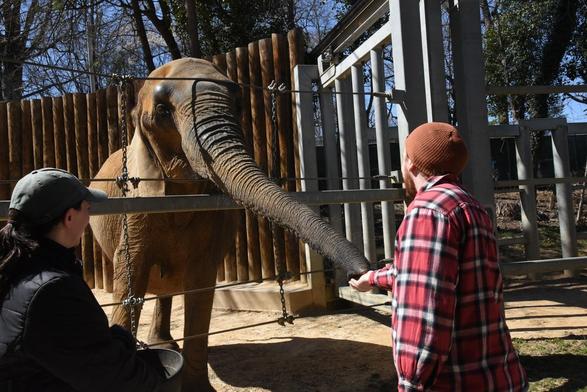 Description Provided by @marylandzoo: 
Elephant experience