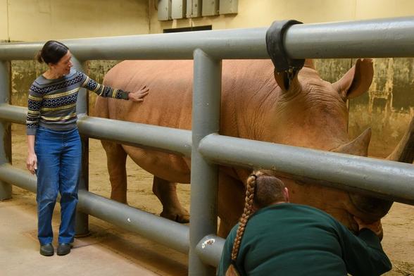 Description Provided by @marylandzoo: 
rhino experience