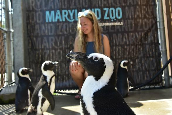 Description Provided by @marylandzoo: 
Penguin experience