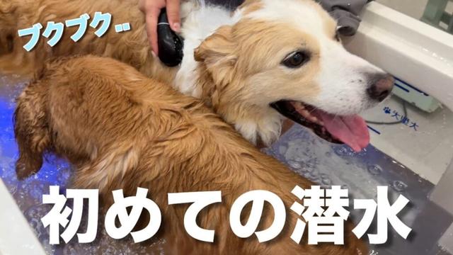 兄犬の入浴中、初めての潜水に成功したゴールデンレトリバーが可愛い‼︎【ボーダーコリー】