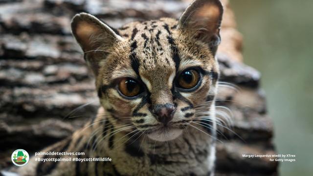 The graceful small #wildcat 🐈😺 the #margay is 'Near Threatened' by #hunting, #palmoil #meat agriculture in #Mexico 🇲🇽 #Brazil 🇧🇷 #Venezuela 🇻🇪 #Colombia 🇨🇴 Help them survive! #Boycottpalmoil 🌴🧐⛔️ be #Vegan 🥦👌 and #Boycott4Wildlife  @palmoildetect.bsky.social 
 https://palmoildetectives.com/2023/11/26/margay-leopardus-wiedii/?utm_source=mastodon&utm_medium=Palm+Oil+Detectives&utm_campaign=publer