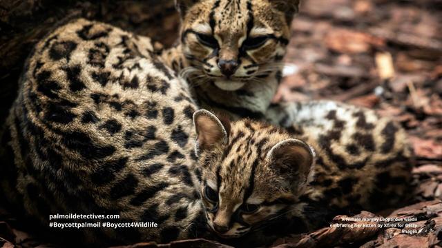 The graceful small #wildcat 🐈😺 the #margay is 'Near Threatened' by #hunting, #palmoil #meat agriculture in #Mexico 🇲🇽 #Brazil 🇧🇷 #Venezuela 🇻🇪 #Colombia 🇨🇴 Help them survive! #Boycottpalmoil 🌴🧐⛔️ be #Vegan 🥦👌 and #Boycott4Wildlife  @palmoildetect.bsky.social 
 https://palmoildetectives.com/2023/11/26/margay-leopardus-wiedii/?utm_source=mastodon&utm_medium=Palm+Oil+Detectives&utm_campaign=publer
