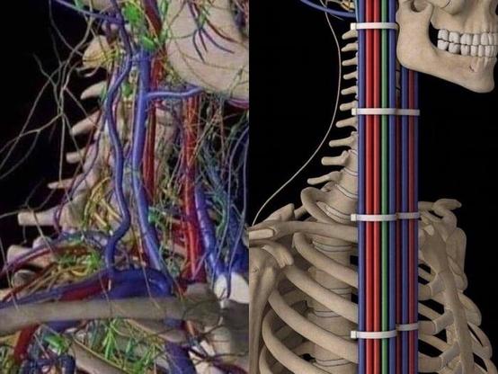 Left: skeleton with all nerves in their original messy way

Right: zipped tied all bundled together alone the spine, a lot better organized