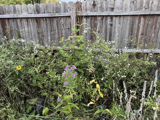 Photo of a bed in front of a wooden fence, several plants fading away whereas pops of white and purple are starting to come to life.