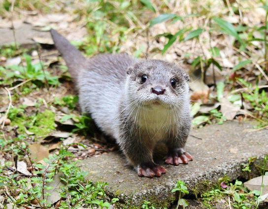 A picture of an otter.